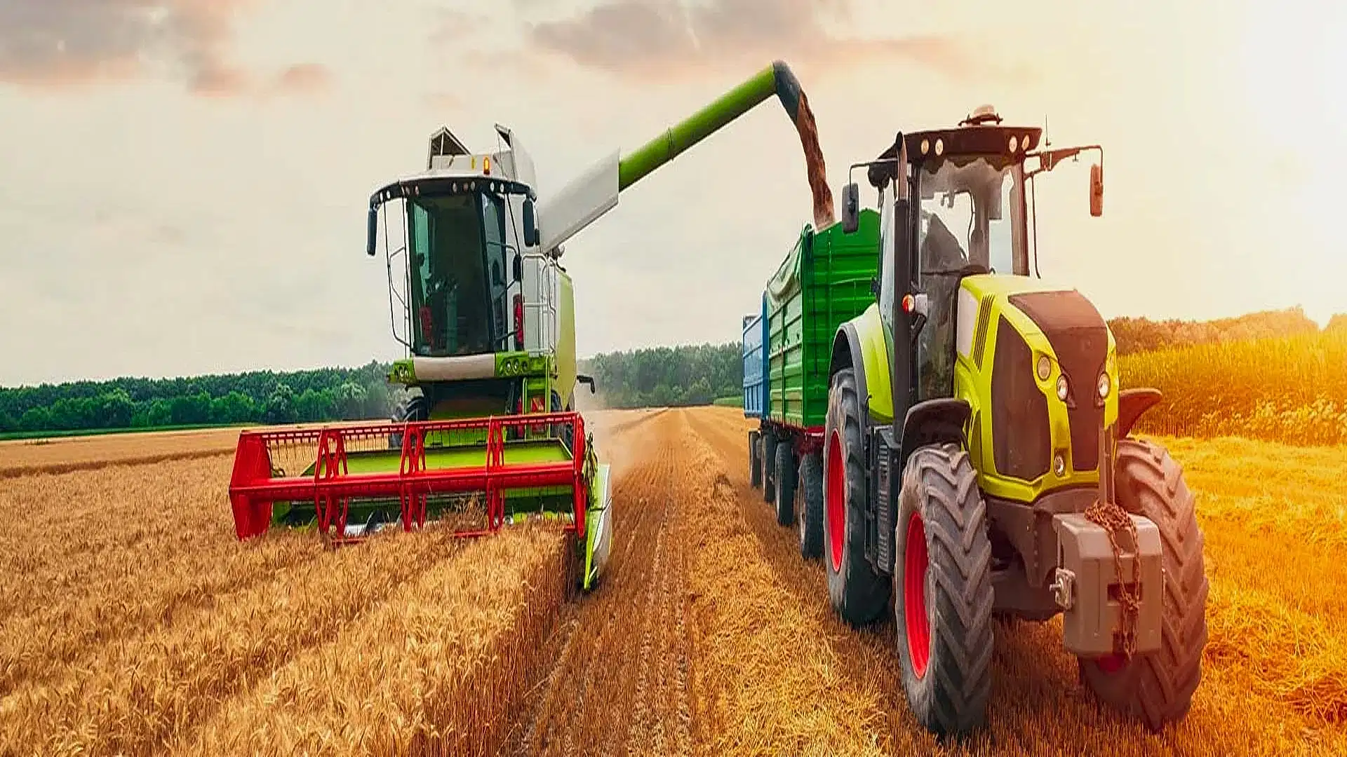 Ein Mähdrescher erntet ein Feld und leert das Getreide in einen Anhänger eines Traktors